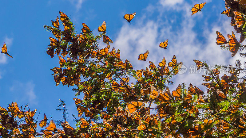 黑脉金斑蝶在蓝天背景下的树枝上