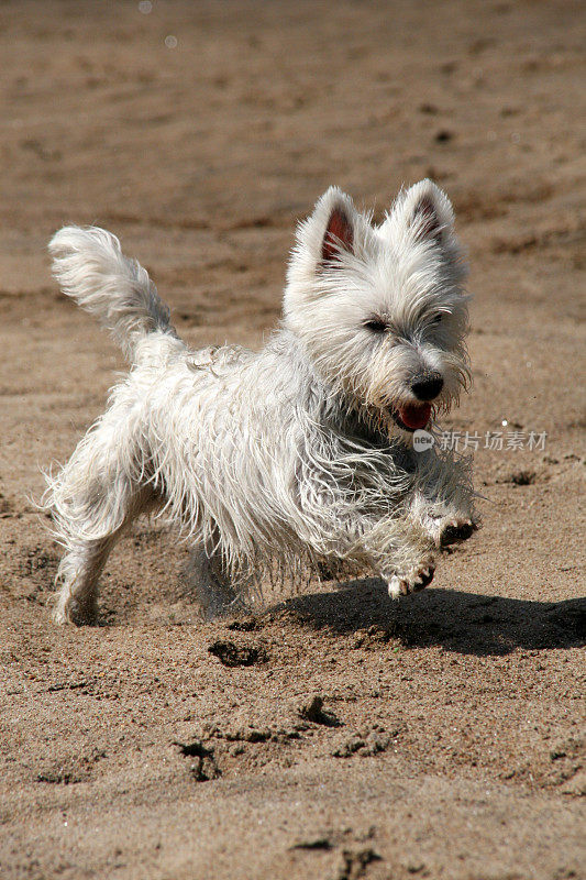 Westie狗在沙滩上奔跑