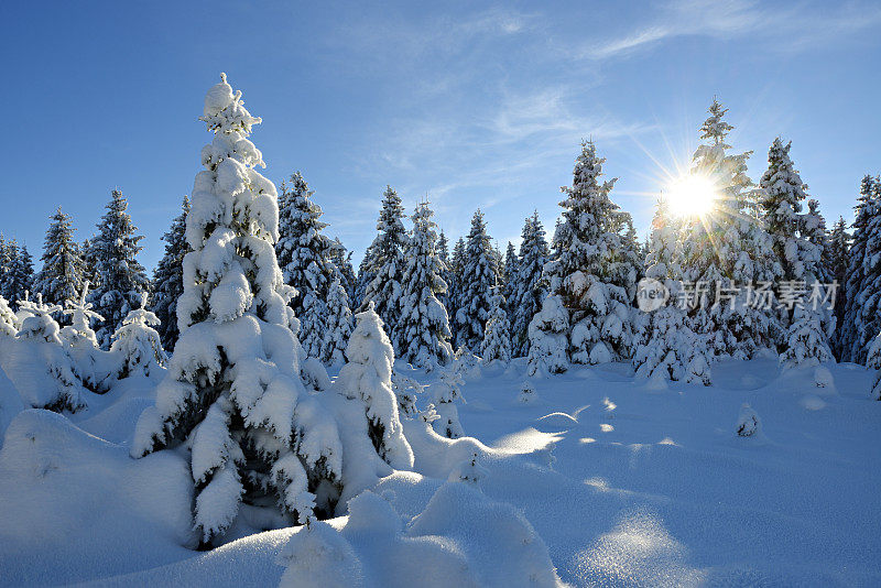 阳光照耀的冬季景观，云杉森林覆盖的雪