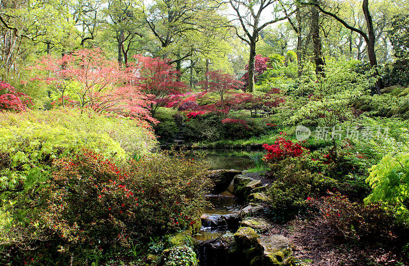 林地花园，有池塘，瀑布，日本枫树，杜鹃花