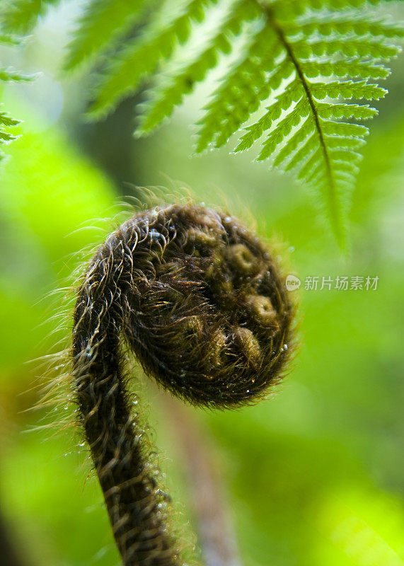 蕨类植物