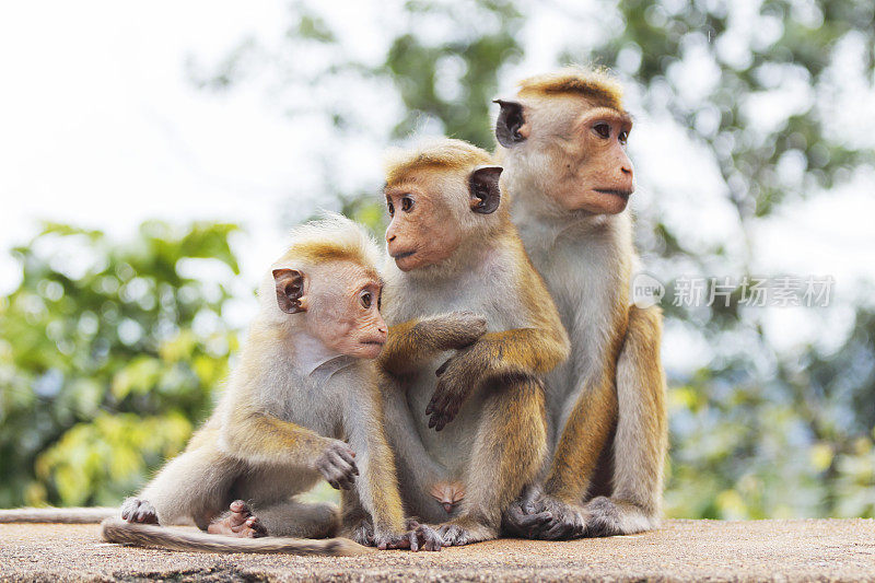 三只顽皮的小猴子和成年的斯里兰卡妈妈