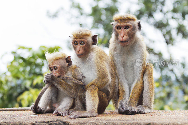 顽皮的三只小猴子和成年妈妈斯里兰卡