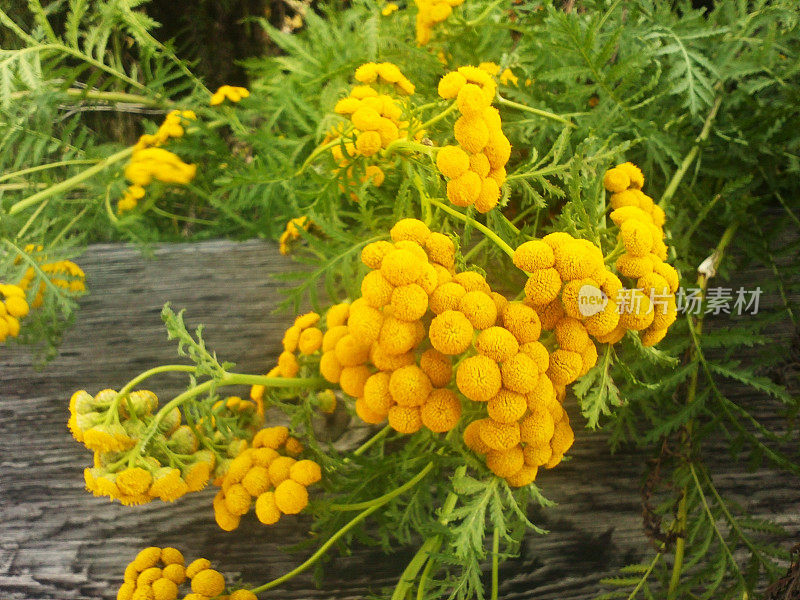 黄花球唐茜植物对木梁