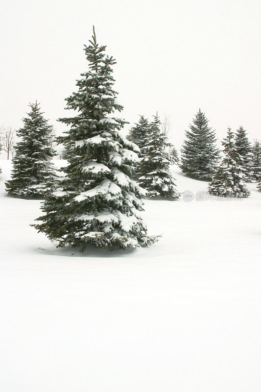 松树在冬天下雪