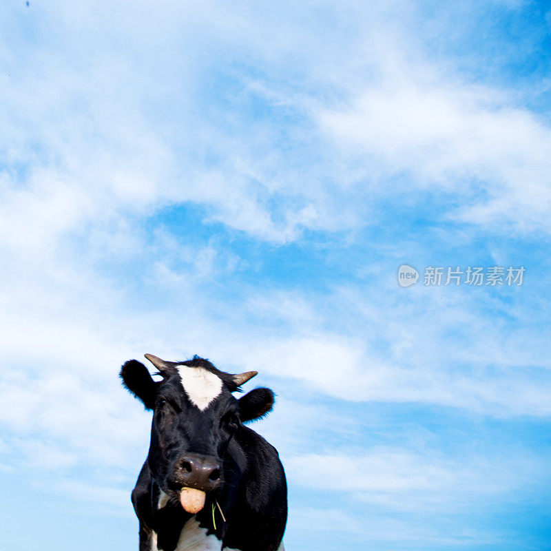 蓝天下的牛