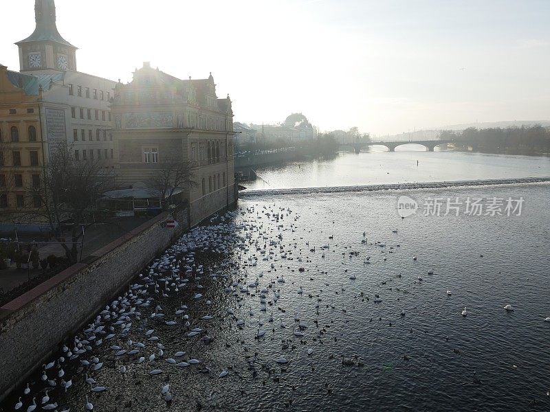 伏尔塔瓦河上的天鹅和鸭子