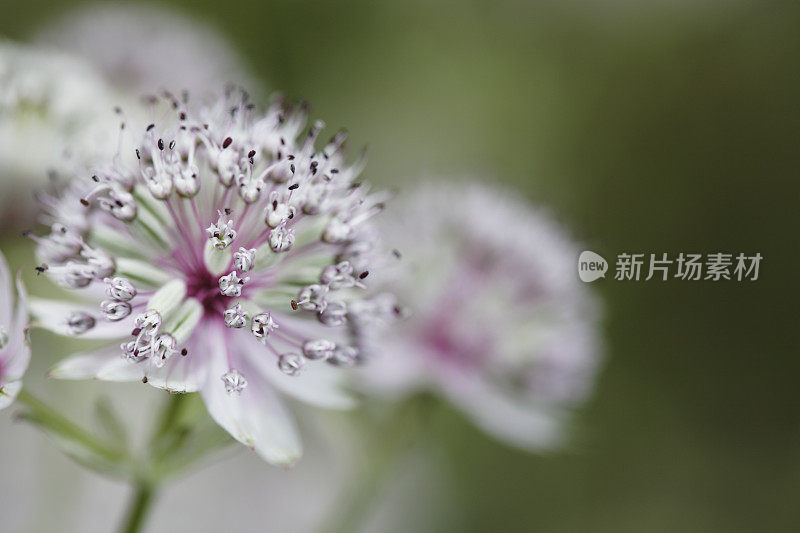 大师沃特·阿斯特兰蒂亚少校