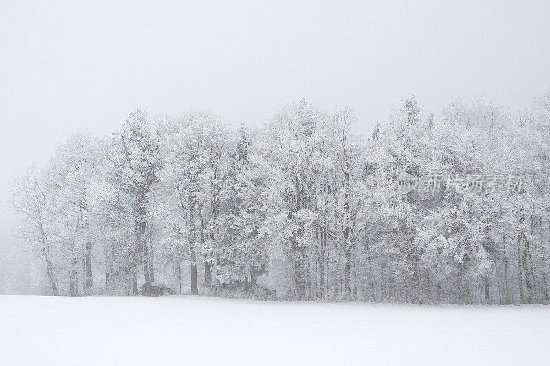 在一个灰蒙蒙的冬日里，白雪覆盖着树木