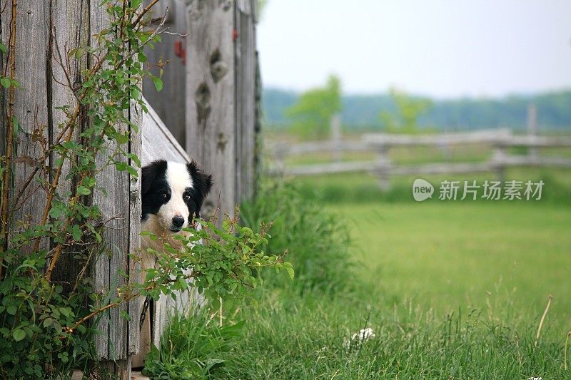 乡间的狗从篱笆后面偷窥