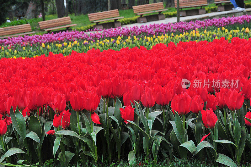 土耳其郁金香花园的彩色郁金香