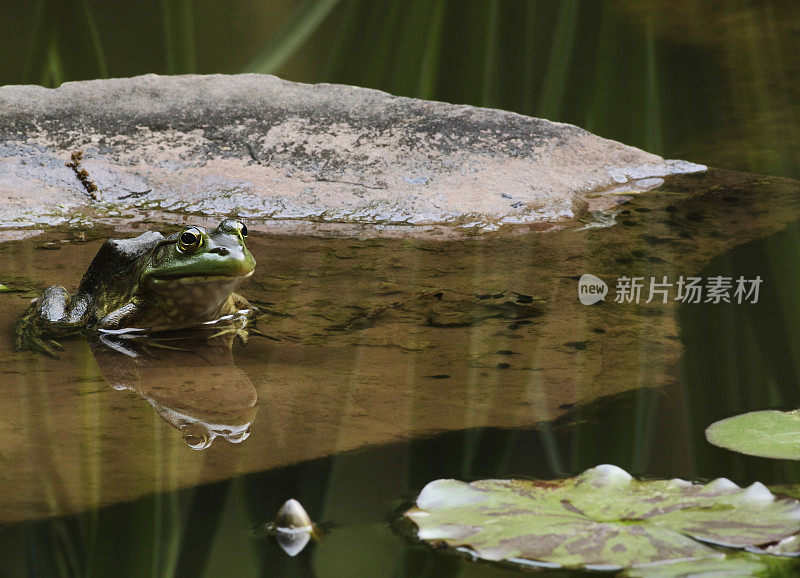 蛙，蝙蝠池塘蝌蚪