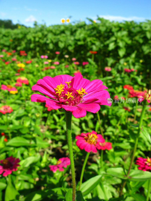 粉色Zinnia花朵