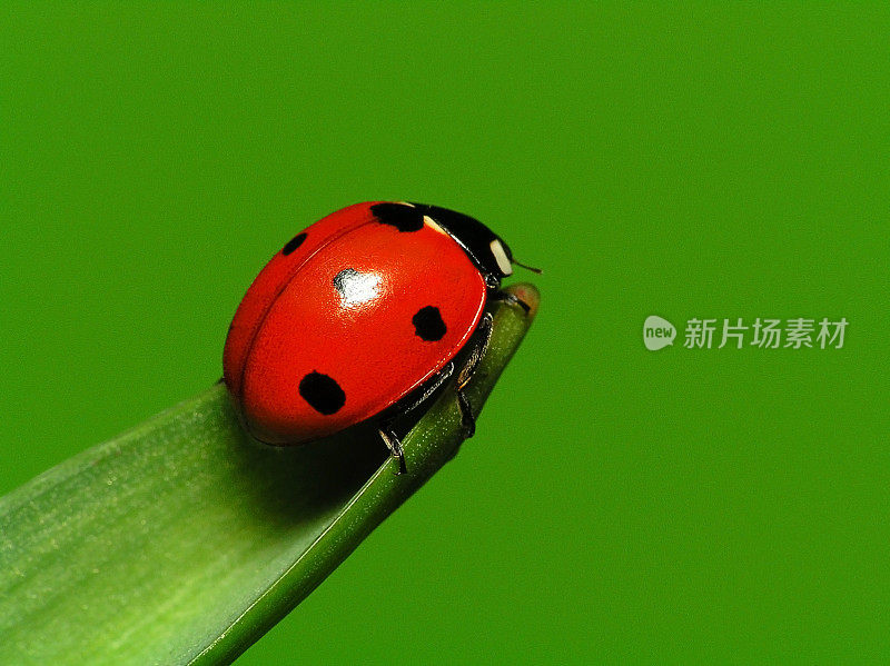 绿叶上的瓢虫-特写