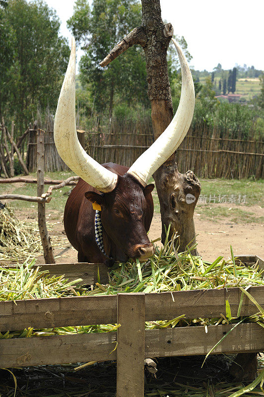 著名的卢旺达皇家奶牛