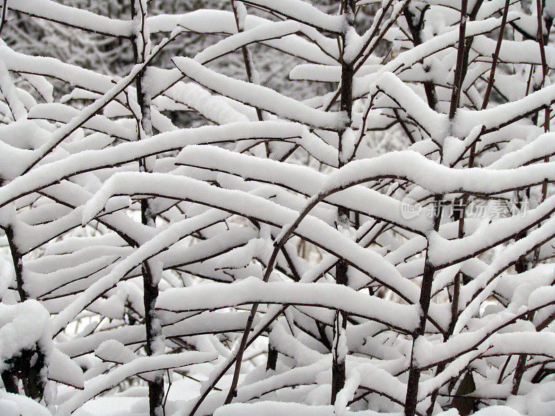 雪分支