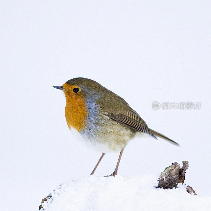 罗宾(红心rubecula)