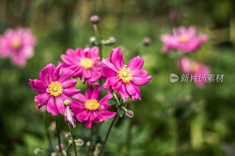 日本紫银莲花