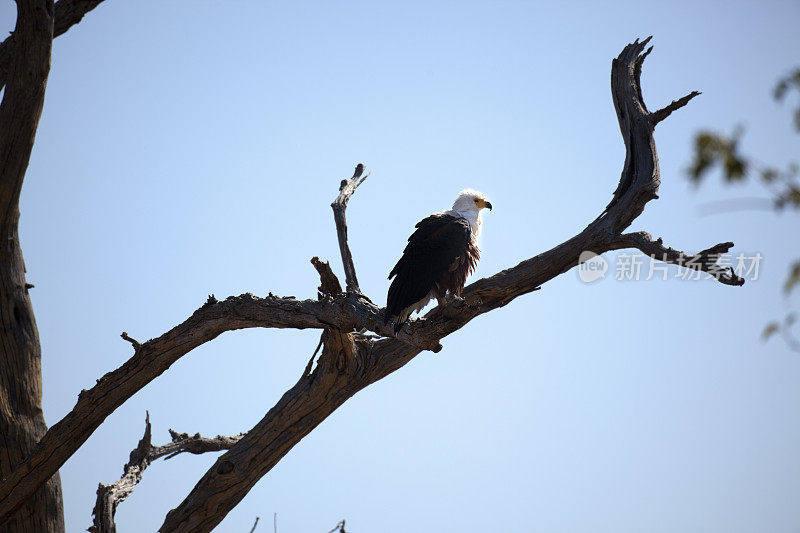 非洲Fish-eagle