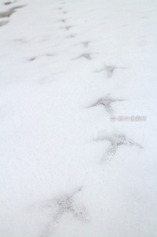 雪上松鸡的脚印