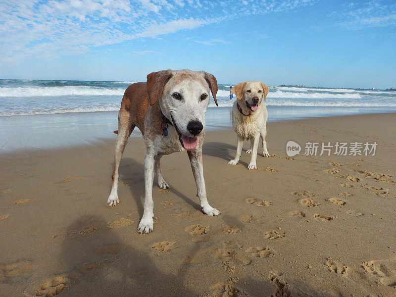 海滩上的狗