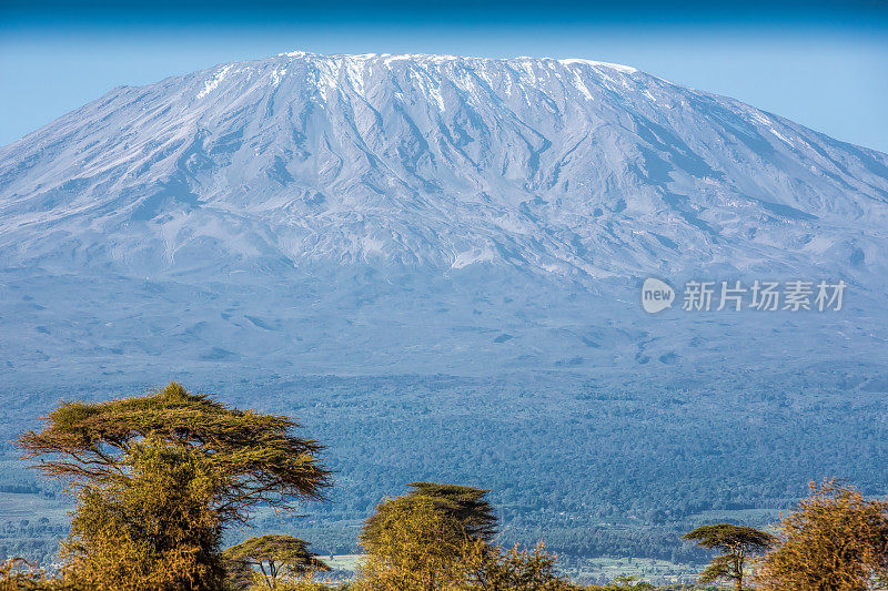 乞力马扎罗山和金合欢树-在早晨