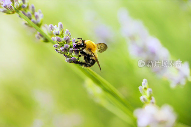 大黄蜂在薰衣草上