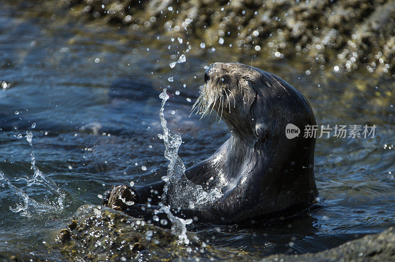 野生海獭把贝壳砸向岩石的特写