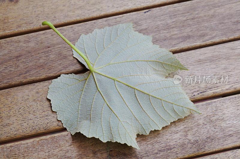 秋天枫叶的背面