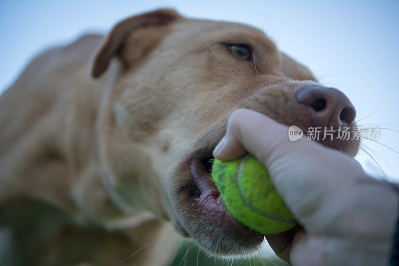 和我的狗玩