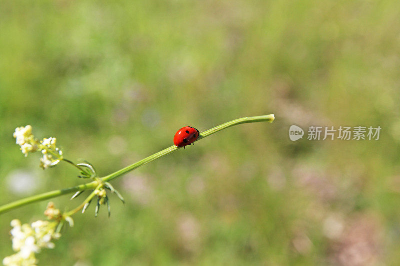 红瓢虫在草地上