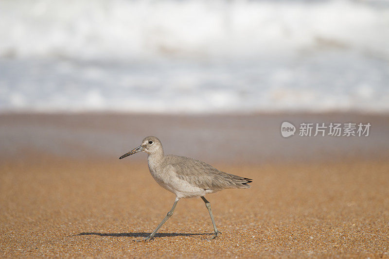 海滩上的鸟