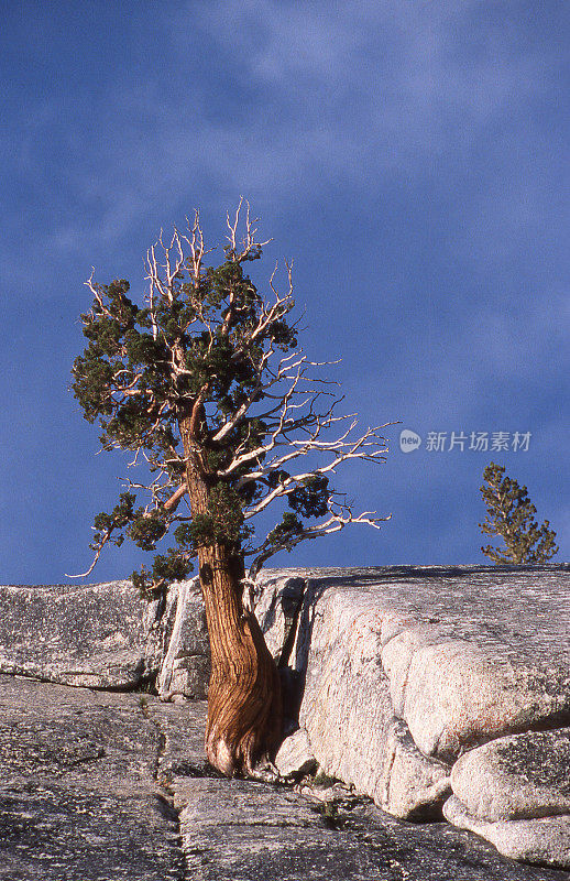 香雪松花岗岩岩石伦伯特圆顶约塞米蒂国家公园加利福尼亚州
