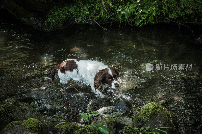 施普林格猎犬