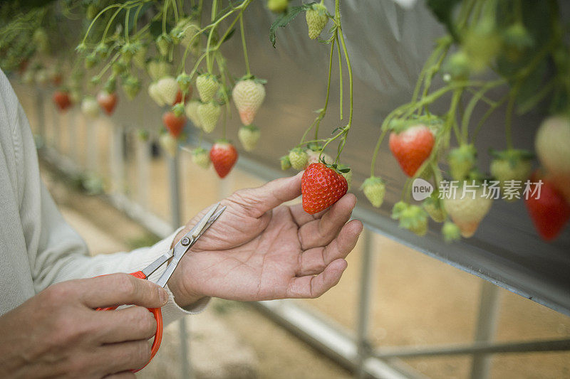 老农民正在收割草莓