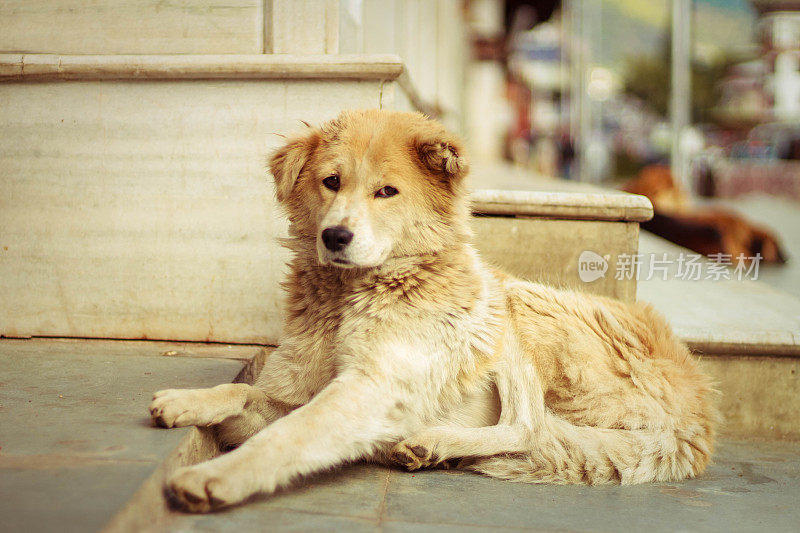 山地犬