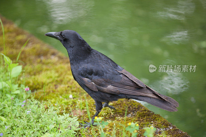 渡鸦临水站立