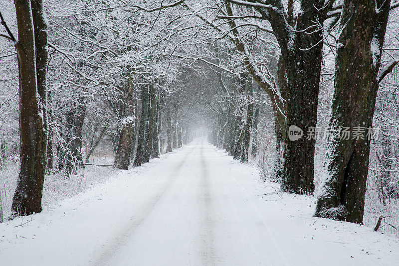 雪落在树林里的路上