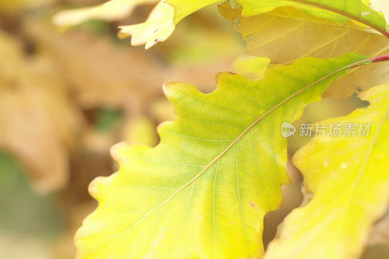 一张黄色橡树叶的特写照片。