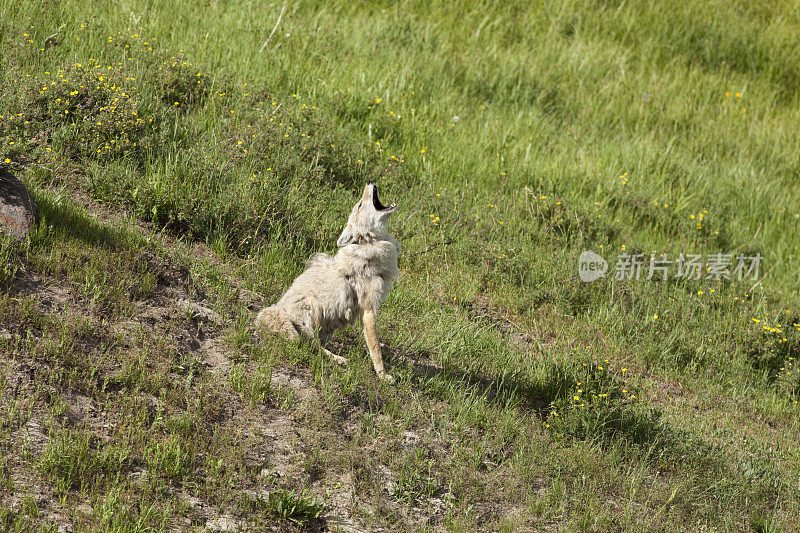水平复制空间嚎叫的郊狼在海登山谷黄石国家公园