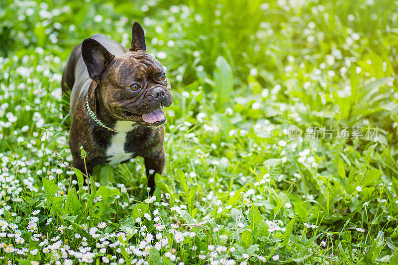 有趣的斗牛犬