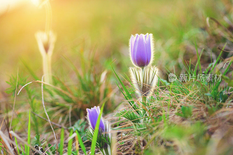 大白鸽花