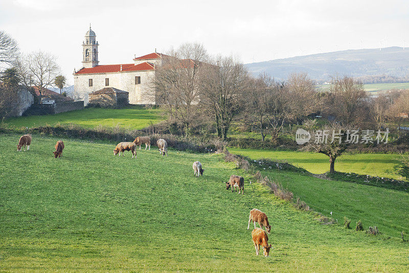 一群奶牛在绿色的草地上，古老的教堂。