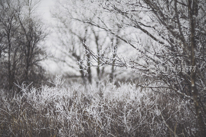 柔软的冬天风景裸露的树木和草地在雪