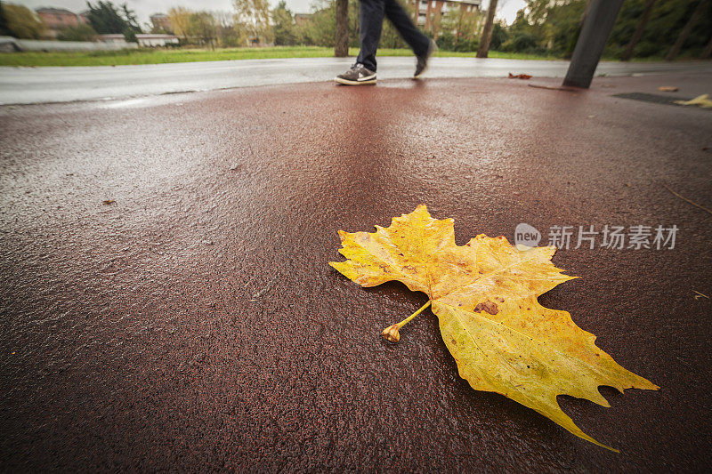 地上的黄叶