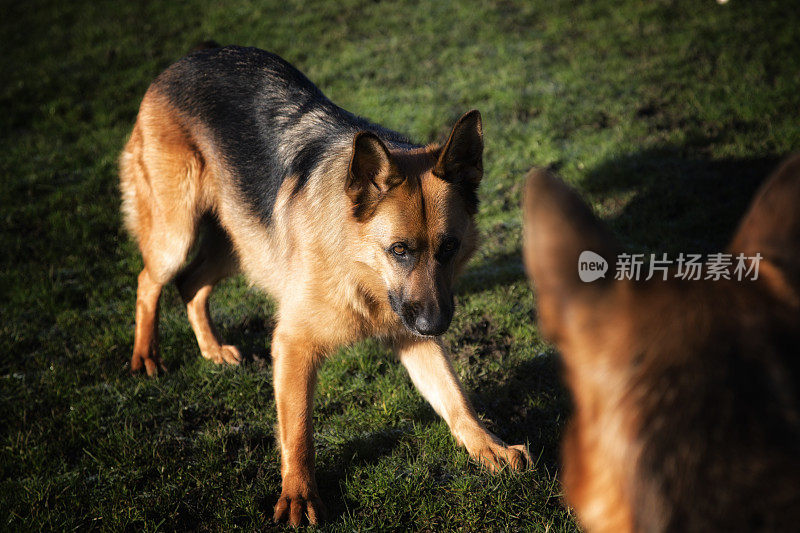 两只德国牧羊犬在互动