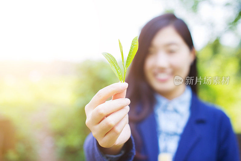 新鲜的绿茶