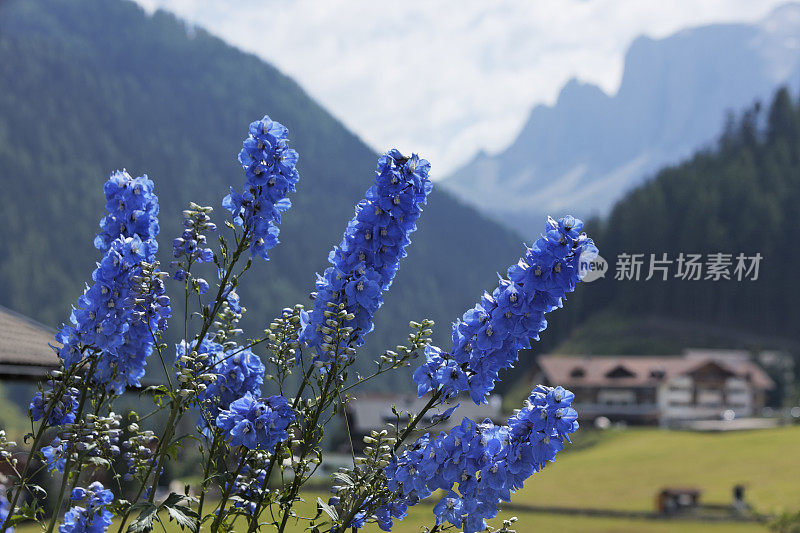 飞燕草。彩色图像