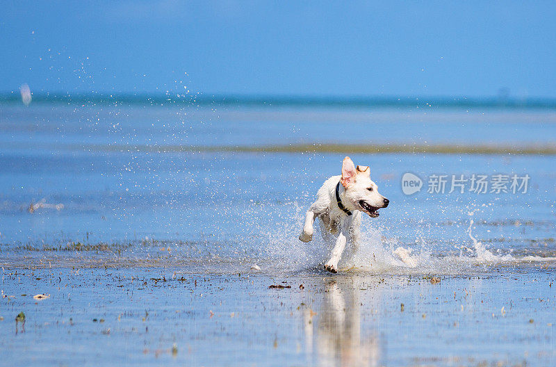 海滩上的黄色拉布拉多犬