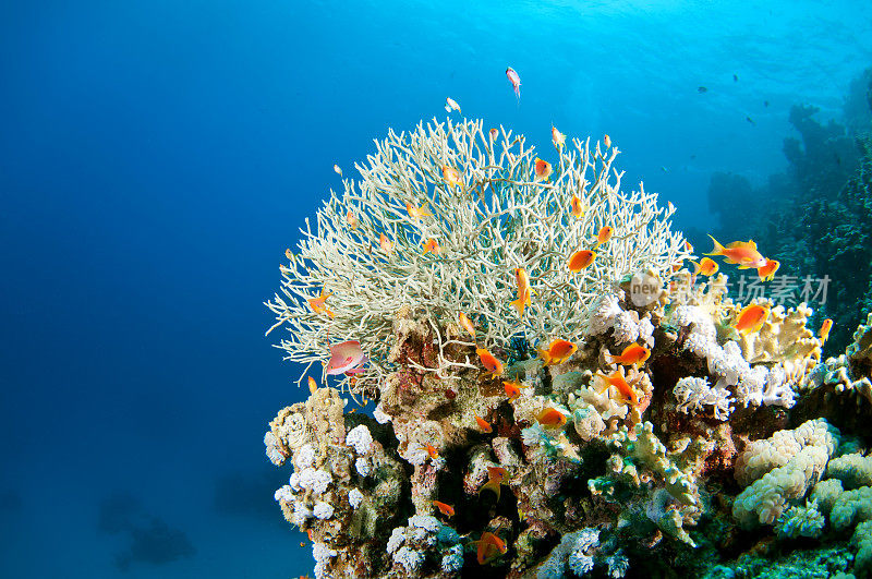 红海珊瑚礁上五颜六色的鱼